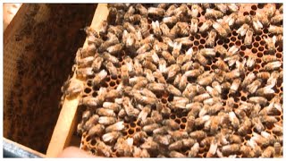«Пчеловодство - смысл жизни». Братья – пчеловоды рассказали о ситуации в отрасли и перспективах