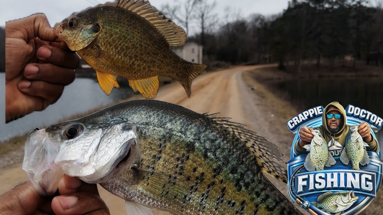 CATCHING CRAPPIES AND SHELLCRACKERS FROM THE BANK USING JIGS AND MINNOWS AND WORMS 