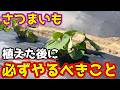 【さつまいも】植えた後にみんながやる大切なことを紹介します。【家庭菜園】