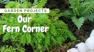 How We Created A Beautiful Fern Garden Under A Tree Shade-Loving Plants Diy