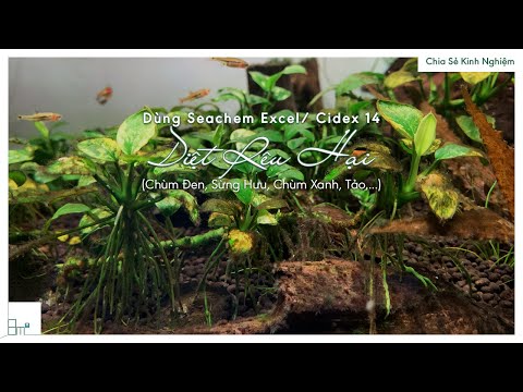 Video Kinh Nghiệm Diệt Mọi Rêu Hại bằng Seachem Excel, hoặc... - youtube