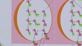 Bio Model Analyzer
