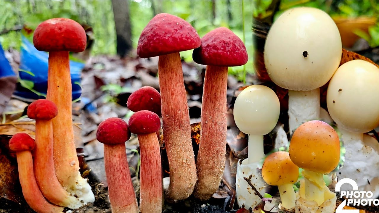 โอ้โห้!!เห็ดระโงกเห็ดผึ้งนกยูงขายาวเป็นศอกออกเต็มป่าหมานเป็นหาบ!!