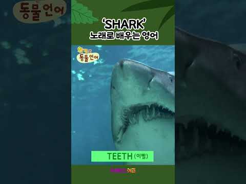 SHARKㅣ노래로 배우는 <strong>영어ㅣ1분</strong> 영어 배우기ㅣ위키와 동물언어ㅣKBS 방송