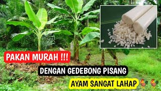 JANGAN ASAL CAMPUR BAHAN | Begini Cara Fermentasi Dedak yang BAIK dan BENAR. 