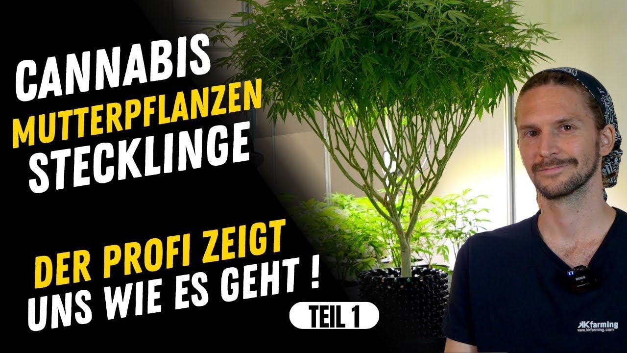 Cannabis Mutterpflanzen und Stecklinge - Alles was du wissen solltest , Beschneiden , Selektieren #1
