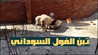 تبن الفول السوداني وفوائدة للأغنام