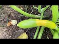 Garden Tour including Variety Discussion and Squash Vine Borer Info