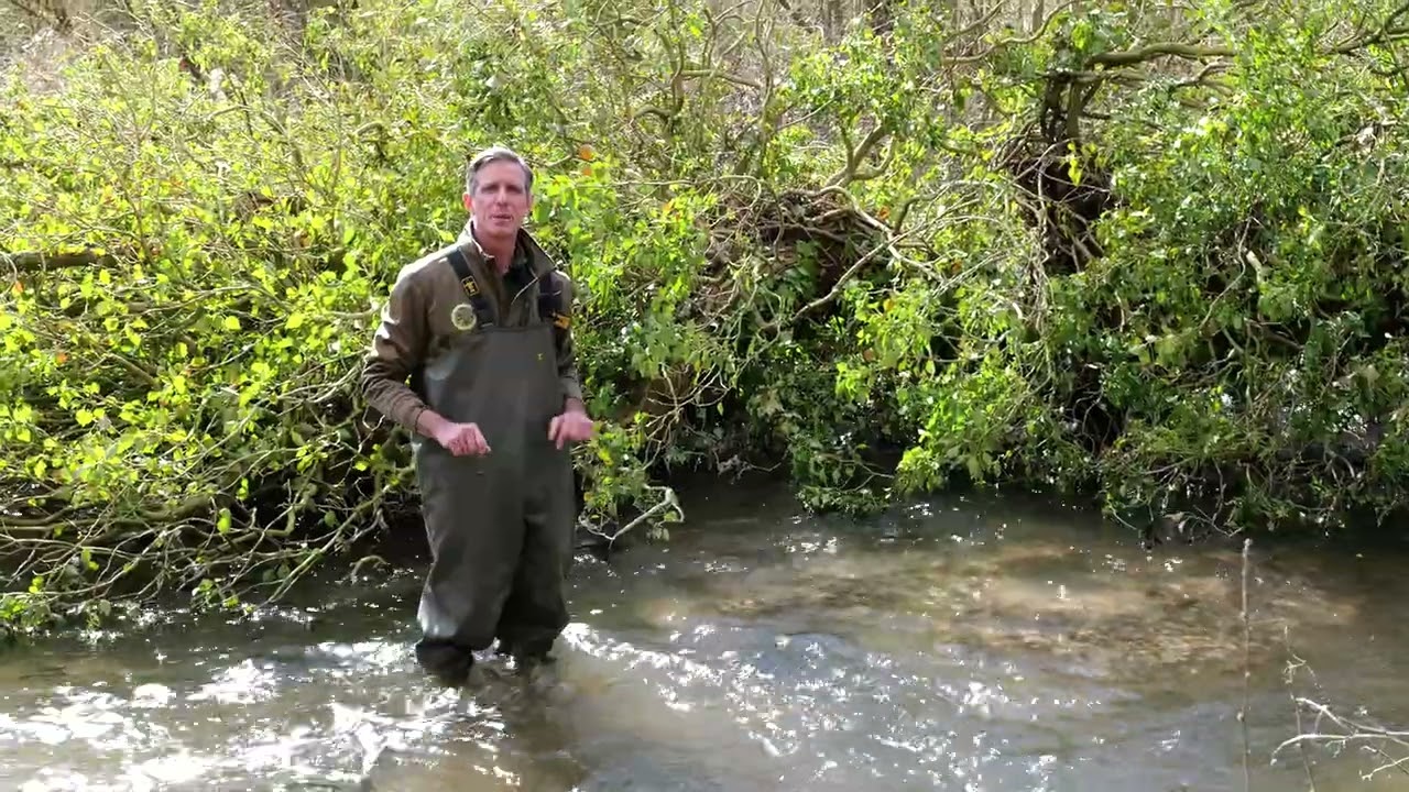 Brown Trout Habitat in the River Mimram