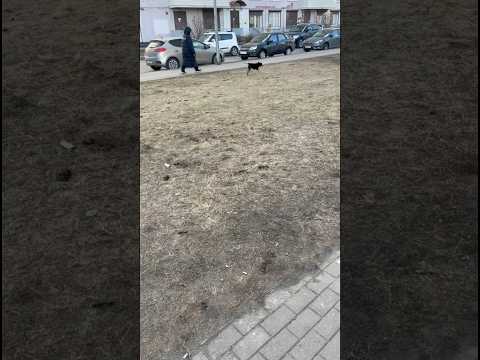 Собачка покакала, а кто уберет?