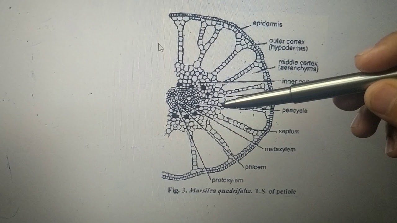 Marsilea Diagram
