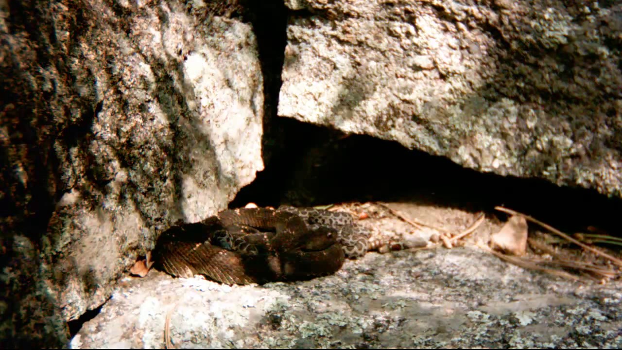 rattlesnakes can swim A day in the life of a rattlesnake family