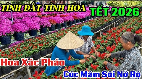 TÌNH ĐẤT TÍNH HOA TẾT 2026 LÀNG HOA SA ĐÉC CÚC MÂM SÔI HOA XÁC PHÁO CÚC ĐỒNG TIỀN NỔ RỘ 