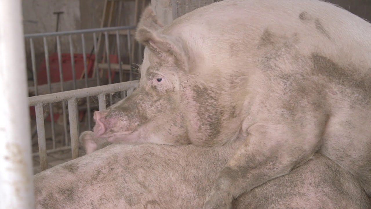 Domaćine kako radiš 31.01.2018. - Svinjarstvo - Banatski Karlovac i Vrbas