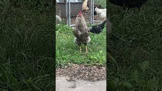 easter egger rooster crows Net Worth