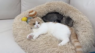 仲良く一緒のベッドでお昼寝してた猫たちですが窮屈すぎてこうなっちゃいました…