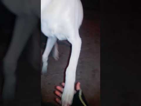 كيف تحول الكلب من شرس لمطيع فجأه 