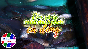 Nhịp sống đồng bằng: Rộn ràng mùa thu hoạch cá đồng