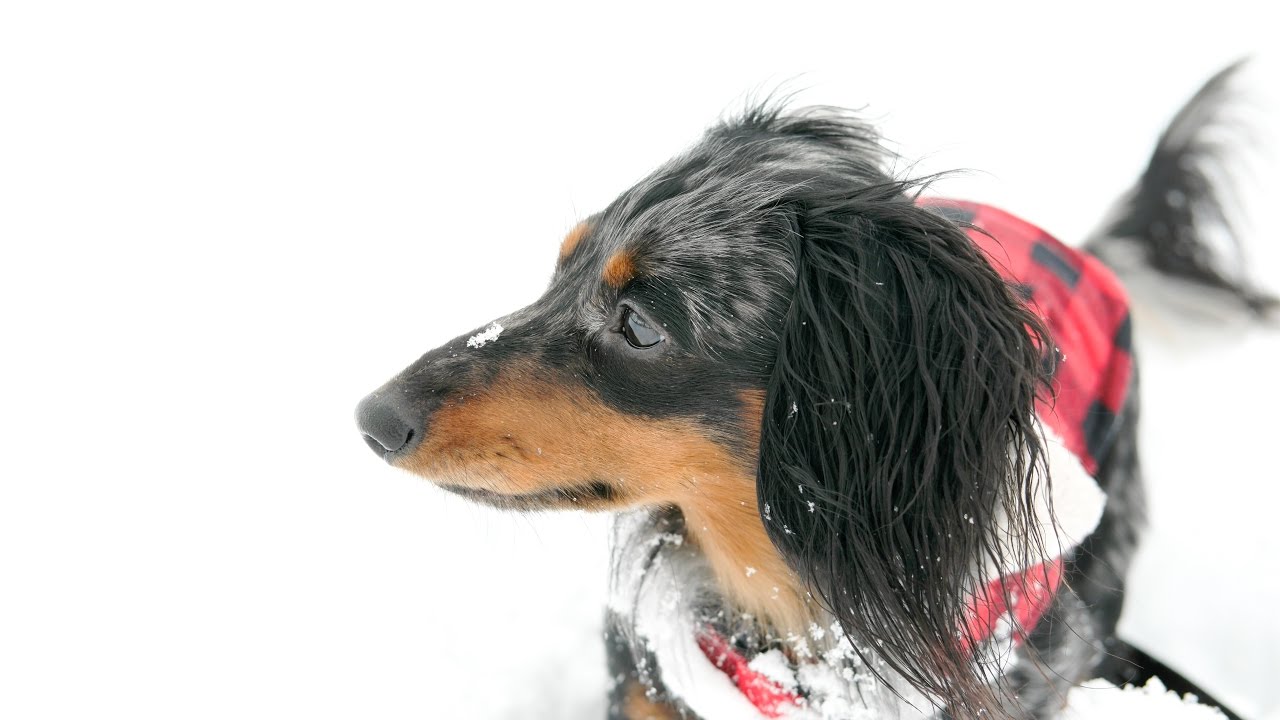 Turbo Toby's First Snow Day!!! (Miniature Dachshund) - YouTube