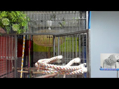 까치까치설날입니다~대박나세요 K-<strong>parrot</strong> [똘이TV] <strong>Korea</strong>-gray <strong>parrot</strong>