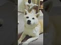 柴犬フクと猫のタラとキビタロウ。寝る前のルーティン