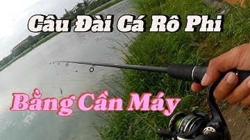 Câu Đài Cá Rô Phi Bằng Cần Máy | Câu Cá Tự Nhiên | Fishing