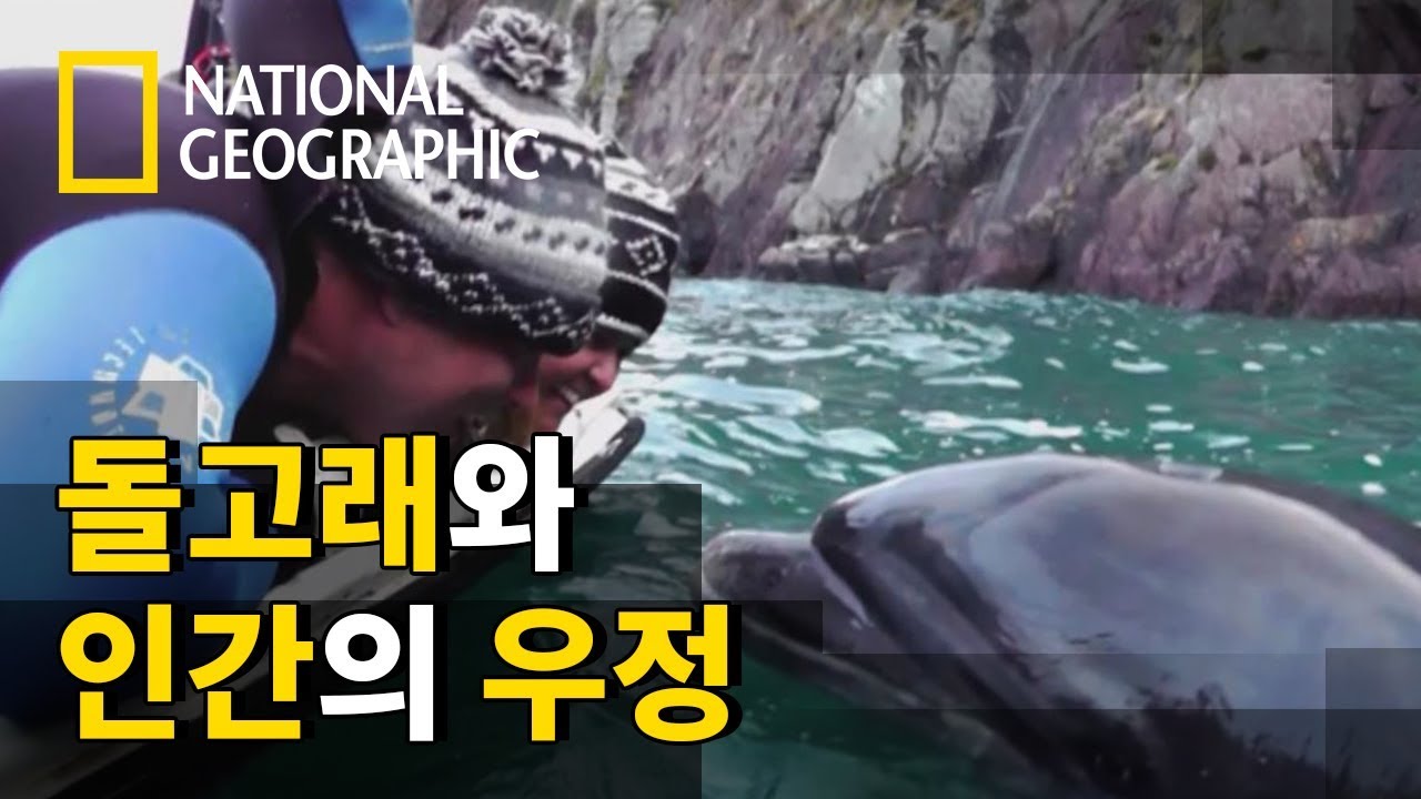 5년 만에 찾아온 인간을 알아보는 돌고래