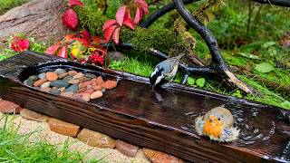 Nothing Dramatic Happens at This Tiny Pond… and That’s Why It’s So Relaxing