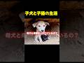 「母犬と母猫はどこ...」土穴にいた子犬と子猫！ #動物保護