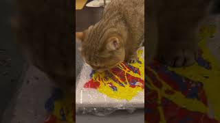 How to get your cat to paint #cat #shorts