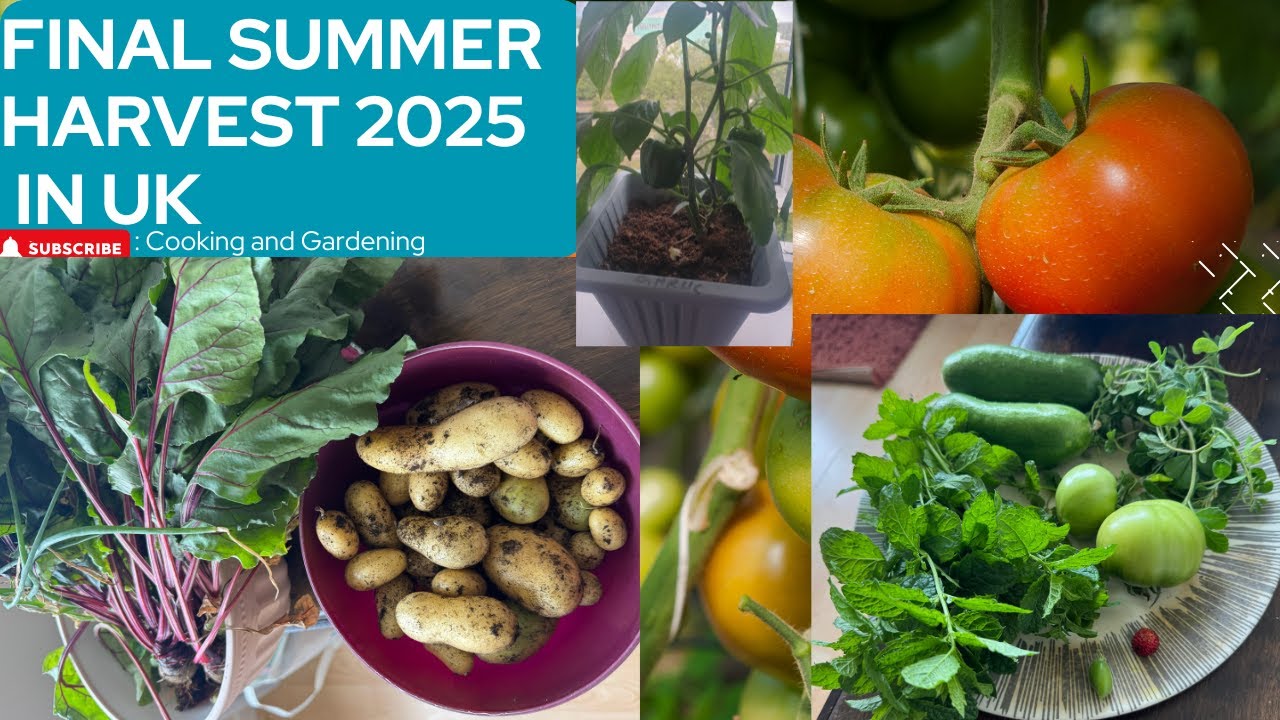 Balcony Gardening UK 2025 🌿 | Full Summer Harvest Tour & Tips for Small Spaces