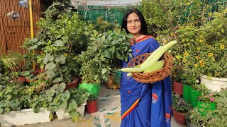 Harvesting summer vegetables from terrace garden | Rashmi's World  Create to Decorate