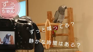 【番外編】お喋り鳥ずぅちゃん、普段の様子を撮影してみました