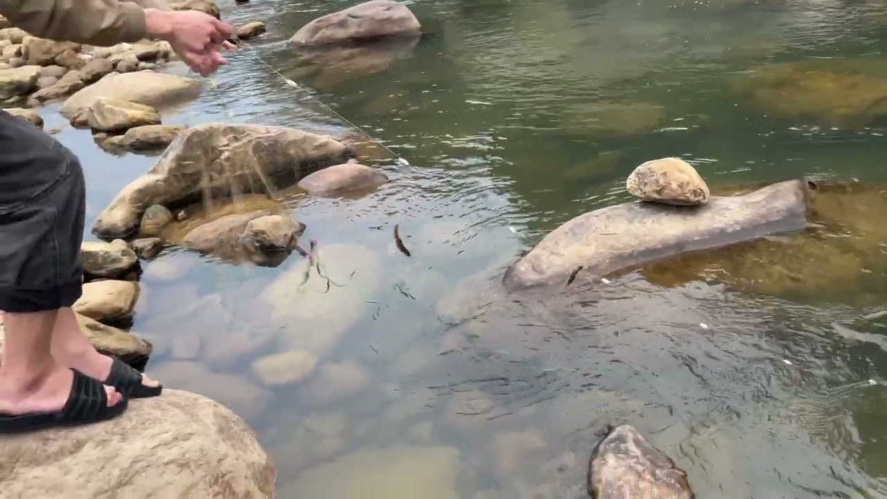 một mét lưới 8 con cá , cá bống đuôi đỏ khe suối nhỏ😍😍😍😍#giảitrí #fishing #funny #fish #cuocsong 