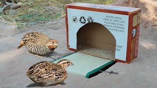Easy underground quick bird trap using cardboard - Best DIY quail trap