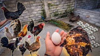 Bulan ini panen hampir ratusan telur burung merak,ayam import philipin & pure AK47 #KOOKIKO