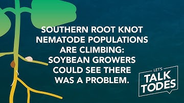 Southern Root Knot Nematode populations are climbing: Soybean growers could see there was a problem.
