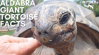 Aldabra Giant Tortoise - Facts About This 500Lb Tortoise