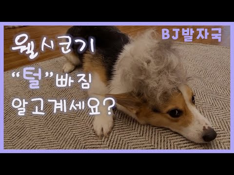 <strong>웰시코기</strong> <strong>털</strong> 얼마나 빠질까요?