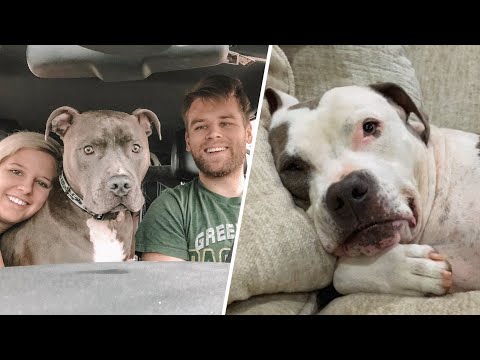 120-pound dog has the best response to family bringing home a shelter dog