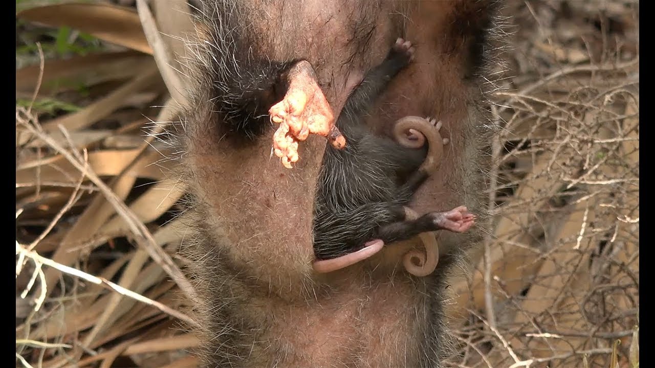 Catching Raccoons And Opossums With A CRAZY SURPRISE Ft