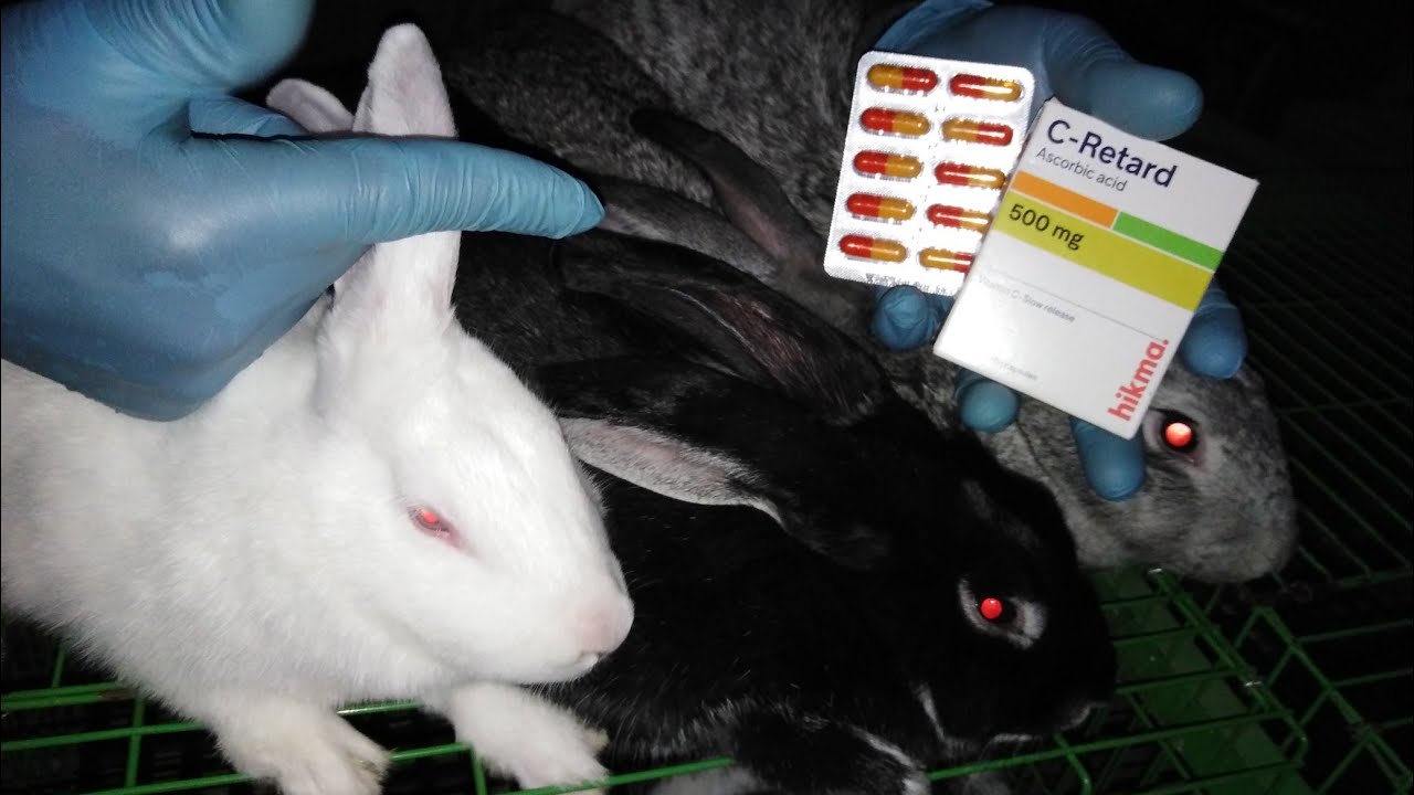 طريقة تربية الأرانب فى الصيف دواء نجاح مشروع الأرانب طول الصيف صاحب الفوائد العظيمة للارانب..اسمع..