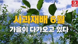 [사과재배] 👍핵심은 이것 / 6월 상순 부터 /결과물이 달라질 수 있다