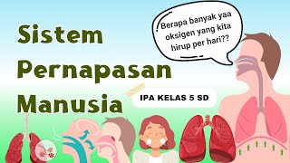 Sistem Pernapasan Manusia |Hidung|Faring|Laring|Trakea|Bronkus|Paru Paru - IPA Kelas 5 SD