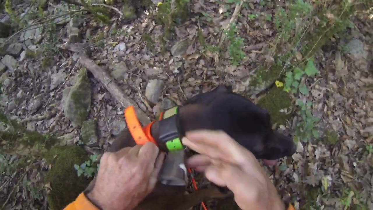 Recherche au sang du 03/07/24 Utah et sa première vrais recherche au sang sur laie blessée abdomen