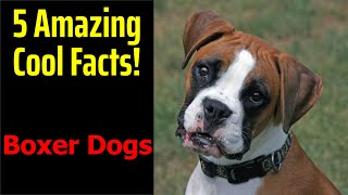 5 Fascinating Facts About Boxer Dogs