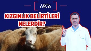 Düve ve ineklerde kızgınlık belirtileri nelerdir? Resimi