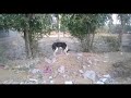 Amjad Khan dog video