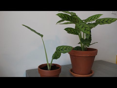 Video: Calathea Houseplant Care – Hoe om 'n Pinstripe Plant Binne te Kweek