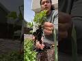 Mi jardin Parte 3 #parati #garden #viral #fyp #jardin